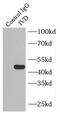 Isovaleryl-CoA dehydrogenase, mitochondrial antibody, FNab04426, FineTest, Immunoprecipitation image 