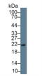 Regenerating Family Member 3 Gamma antibody, LS-C663744, Lifespan Biosciences, Western Blot image 