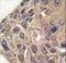 Tyrosyl-TRNA Synthetase antibody, LS-C100211, Lifespan Biosciences, Immunohistochemistry paraffin image 