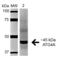 Cysteine protease ATG4A antibody, SPC-628D-A594, StressMarq, Western Blot image 