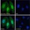 Tripartite Motif Containing 28 antibody, NB100-1161, Novus Biologicals, Immunofluorescence image 