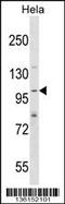 SH3 And PX Domains 2A antibody, 58-571, ProSci, Western Blot image 