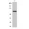 Nuclear Receptor Coactivator 4 antibody, LS-C382094, Lifespan Biosciences, Western Blot image 