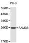 Family With Sequence Similarity 3 Member B antibody, LS-C331247, Lifespan Biosciences, Western Blot image 
