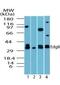 Sphingosine-1-Phosphate Receptor 5 antibody, PA5-23195, Invitrogen Antibodies, Western Blot image 