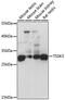 Testis Specific Serine Kinase 3 antibody, A7605, ABclonal Technology, Western Blot image 