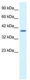 Pad1 antibody, TA330547, Origene, Western Blot image 