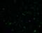 Vinculin antibody, 7807, ProSci, Immunofluorescence image 