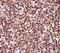 Three Prime Repair Exonuclease 1 antibody, 4969, ProSci, Immunohistochemistry paraffin image 