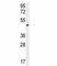 Angiopoietin Like 1 antibody, F40472-0.4ML, NSJ Bioreagents, Flow Cytometry image 