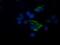 Tripartite Motif Containing 44 antibody, NBP2-46222, Novus Biologicals, Immunofluorescence image 