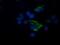 Tripartite motif-containing protein 44 antibody, NBP2-46222, Novus Biologicals, Immunofluorescence image 