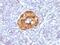 Chromogranin A antibody, NBP2-48081, Novus Biologicals, Immunohistochemistry paraffin image 