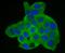 Annexin A2 antibody, A00868, Boster Biological Technology, Immunocytochemistry image 