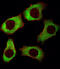 Y-Box Binding Protein 1 antibody, abx031312, Abbexa, Immunofluorescence image 