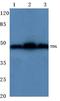 Thymine DNA Glycosylase antibody, AP06727PU-N, Origene, Western Blot image 