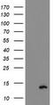 Phosphodiesterase 6G antibody, LS-C173401, Lifespan Biosciences, Western Blot image 