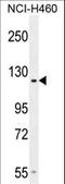 Adhesion G Protein-Coupled Receptor D2 antibody, LS-C166625, Lifespan Biosciences, Western Blot image 