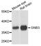 G Protein Subunit Beta 3 antibody, A02407, Boster Biological Technology, Western Blot image 
