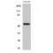 Histidyl-TRNA Synthetase antibody, LS-C383922, Lifespan Biosciences, Western Blot image 