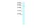 Cyclin L1 antibody, PA5-40668, Invitrogen Antibodies, Western Blot image 