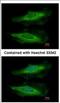 Hdc Homolog, Cell Cycle Regulator antibody, NBP2-16800, Novus Biologicals, Immunofluorescence image 