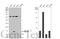 RAP2B, Member Of RAS Oncogene Family antibody, GTX114702, GeneTex, Western Blot image 