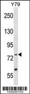 Tousled Like Kinase 2 antibody, 63-398, ProSci, Western Blot image 