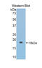 Fascin Actin-Bundling Protein 2, Retinal antibody, LS-C304633, Lifespan Biosciences, Western Blot image 