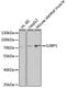 G3BP Stress Granule Assembly Factor 1 antibody, 19-602, ProSci, Western Blot image 