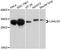 Galectin 3 antibody, abx125050, Abbexa, Western Blot image 