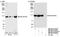 Splicing Factor Proline And Glutamine Rich antibody, NB100-61043, Novus Biologicals, Western Blot image 