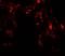 UV Radiation Resistance Associated antibody, LS-B12127, Lifespan Biosciences, Immunofluorescence image 