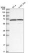 Disintegrin and metalloproteinase domain-containing protein 12 antibody, NBP2-33940, Novus Biologicals, Western Blot image 