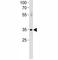 Activating Transcription Factor 7 antibody, F51384-0.4ML, NSJ Bioreagents, Flow Cytometry image 