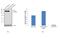 Integrin Subunit Alpha 5 antibody, 711210, Invitrogen Antibodies, Western Blot image 