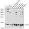 Cytochrome C Oxidase Subunit 5A antibody, A6437, ABclonal Technology, Western Blot image 