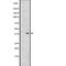 G Protein-Coupled Receptor 26 antibody, abx147475, Abbexa, Western Blot image 