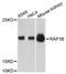 RAP1B, Member Of RAS Oncogene Family antibody, A12925, ABclonal Technology, Western Blot image 