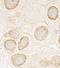 Torsin 1A Interacting Protein 1 antibody, A302-082A, Bethyl Labs, Immunohistochemistry paraffin image 