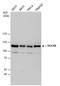 DGCR8 Microprocessor Complex Subunit antibody, GTX130061, GeneTex, Western Blot image 