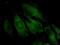 Trafficking Protein Particle Complex 4 antibody, MA5-21923, Invitrogen Antibodies, Immunofluorescence image 