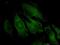 Trafficking Protein Particle Complex 4 antibody, MA5-21923, Invitrogen Antibodies, Immunofluorescence image 