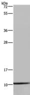 NADH:Ubiquinone Oxidoreductase Subunit A1 antibody, PA5-50460, Invitrogen Antibodies, Western Blot image 