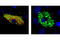 Lipase E, Hormone Sensitive Type antibody, 4139S, Cell Signaling Technology, Immunofluorescence image 