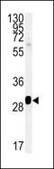 SEC31 Homolog B, COPII Coat Complex Component antibody, LS-C162881, Lifespan Biosciences, Western Blot image 