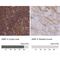 GEM Interacting Protein antibody, NBP2-30537, Novus Biologicals, Immunohistochemistry paraffin image 