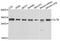 Clathrin Light Chain B antibody, A8404, ABclonal Technology, Western Blot image 