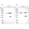 Aldehyde Dehydrogenase 6 Family Member A1 antibody, NBP1-82634, Novus Biologicals, Western Blot image 