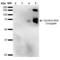 Citrulline antibody, LS-C775588, Lifespan Biosciences, Western Blot image 